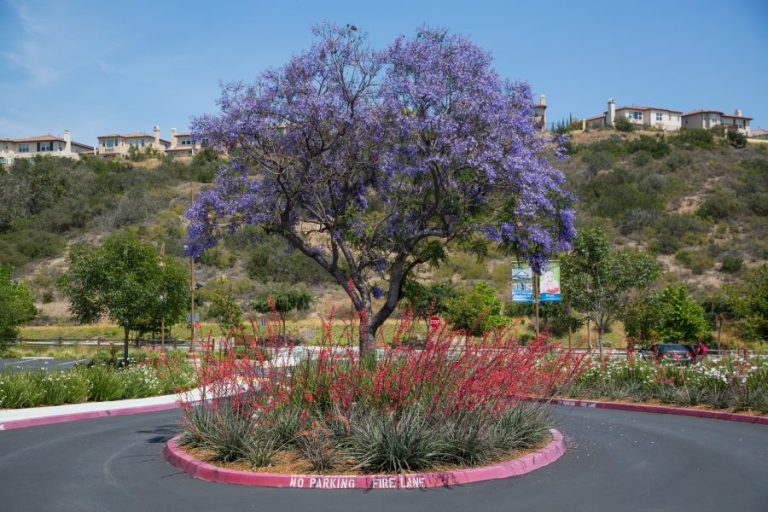 Of Carlsbad Parks Landscape Project, Monarch Landscape Companies Los Angeles Ca